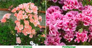 Цветок годеция