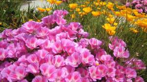 Годеция выращивание из семян когда сажать и как ухаживать