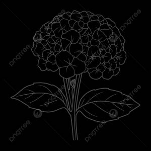 рисунок раскраски гортензия цветет красивый свежий цветок гортензии контур эскиз вектор PNG , цветочный рисунок, рисунок крыла, рисунок кольца PNG картинки и пнг рисунок для й загрузки