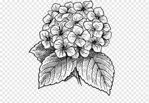 цветок, цветочные рисунки Line art, гортензия, карандаш, лист, монохромный png