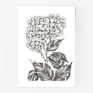 Постер «Цветы цветущая Гортензия »