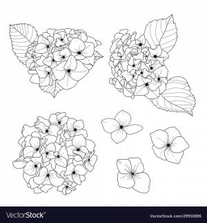 Цветок гортензия рисунок