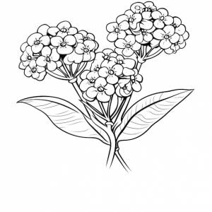Цветочная раскраска