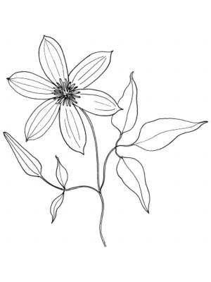 Раскраски Клематис