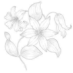 ботаническая иллюстрация клематиса