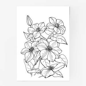 Постер «Клематис