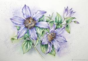 Рисунок Сиреневый клематис