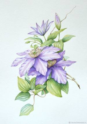 Рисунок Клематис акварель