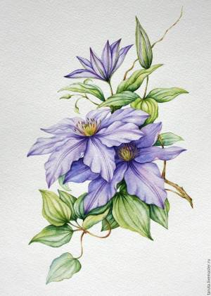 Рисунок Клематисы акварель