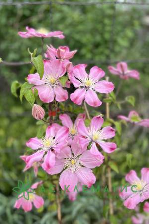 Клематис Айнор