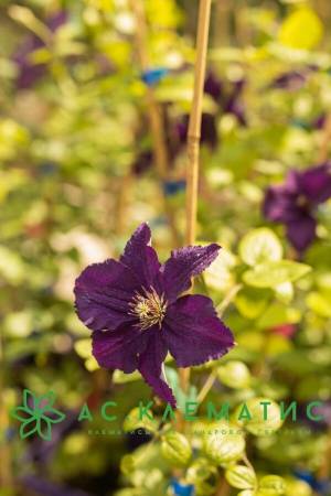 Клематис Распутин