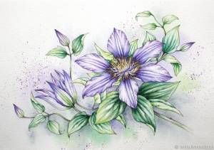 Рисунок Сиреневый клематис