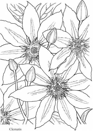 Dover publications Clematis, flowers