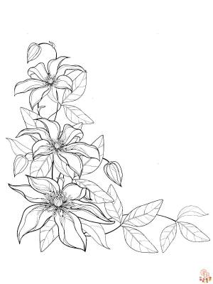 Красота клематисов с раскрасками для печати и бесплатными раскрасками