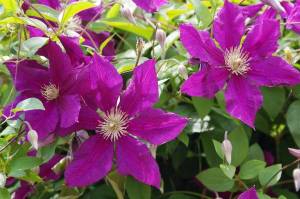 60 сортов клематисов с фото и описанием
