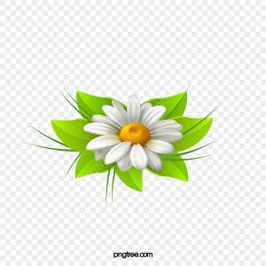 один цветок маргаритки PNG , один цветок, Дейзи, мелкий белый PNG картинки и пнг PSD рисунок для й загрузки