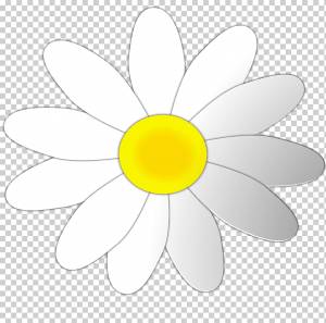 Маргарита Ромашка обыкновенная, Daisy Flower s, белый, симметрия, вектор png