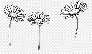 Рисунок Обыкновенная ромашка Flower Sketch, цветок, Акварельная живопись, белый png