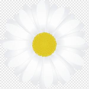 Бумага Обыкновенная ромашка Рисунок Oxeye ромашка, ромашка, Разное, белый, другие png
