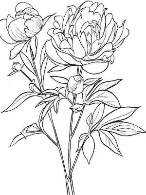 Раскраска цветы Пионы  листе  для детей