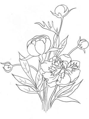 Раскраски Пионы