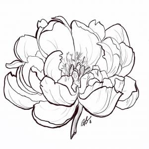 Пион раскраска
