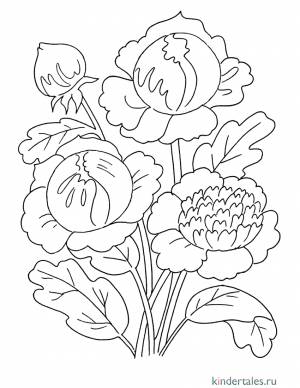 Пион» раскраска для детей