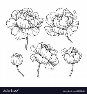 Пион цветок рисунок