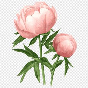 розовый цветок пиона, пион Акварельная живопись Рисунок акварелью Цветы, пион, Стебель растения, цветок, живопись png