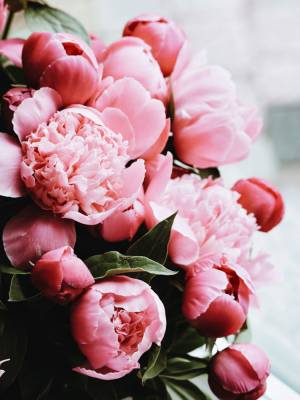 Пионы как идеальный вариант цветов по любому поводу