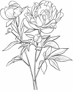 Распустившиеся пионы