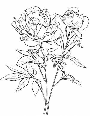 Раскраска Пион