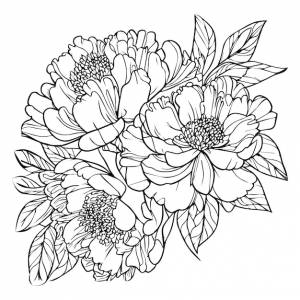 Раскраски пионы