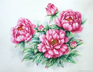 Рисунок Пионы акварель