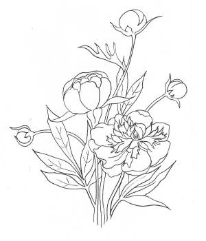 Пион тонколистный раскраска
