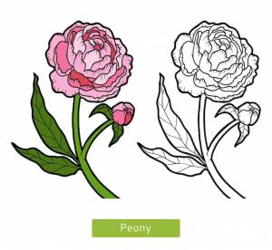 Книжка-раскраска для детей, цветок пион