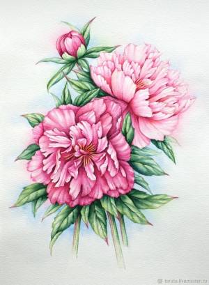 Рисунок Бело-розовые пионы акварель