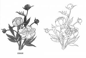 Раскраска Пион