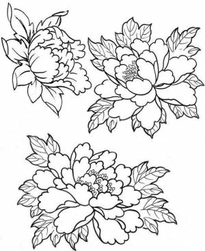 Раскраски Пион