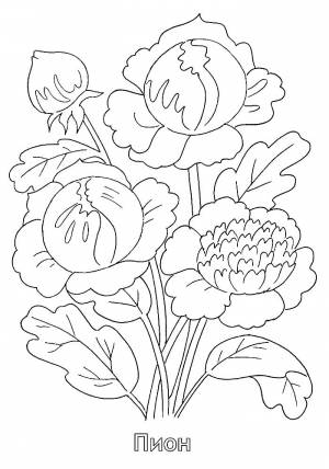 Раскраска Пион