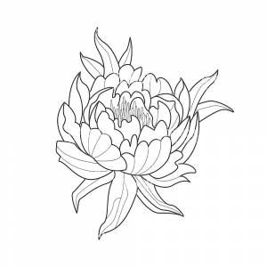 Раскраска Пион