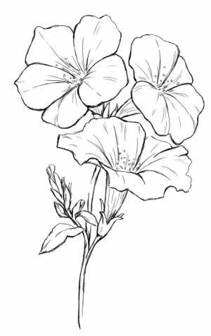 петуния рисунок