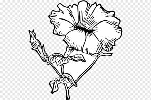 Рисование Line art Цветочная петуния, горох, белый, карандаш, лист png
