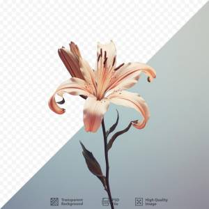 Рисунок цветка со словом «петуния»