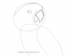 Как нарисовать попугая