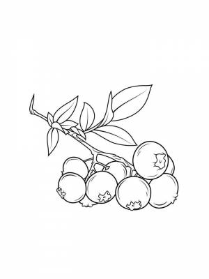 Раскраски Черника   в формате