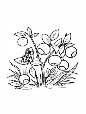 Раскраски Черника   в формате