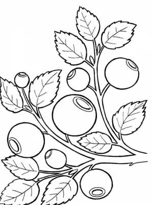 Раскраски Черника   в формате