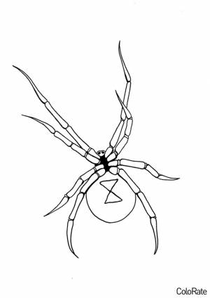 Раскраска Черная вдова