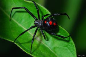Паук чёрная вдова